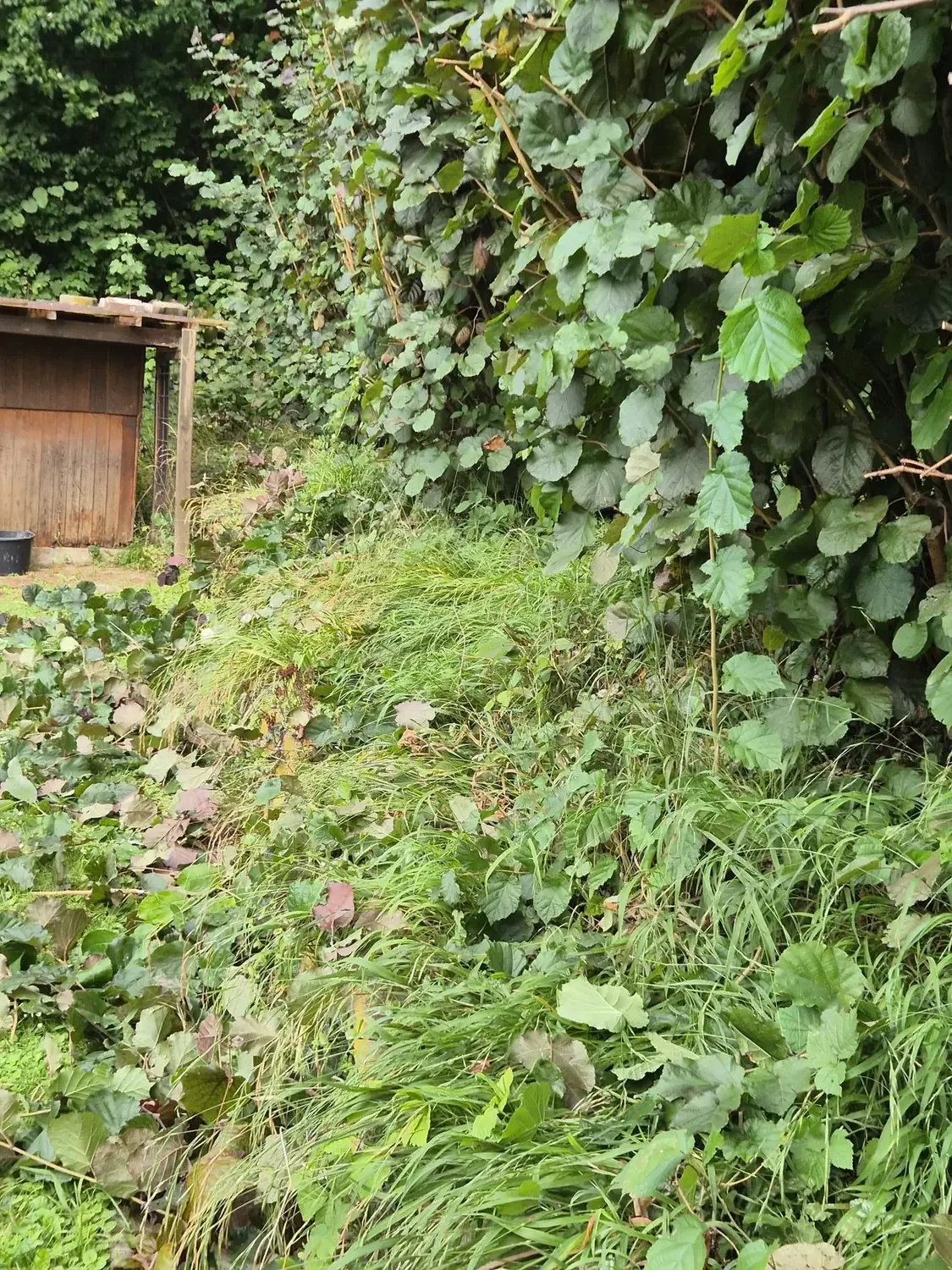 Gartenpflege – Bild 3