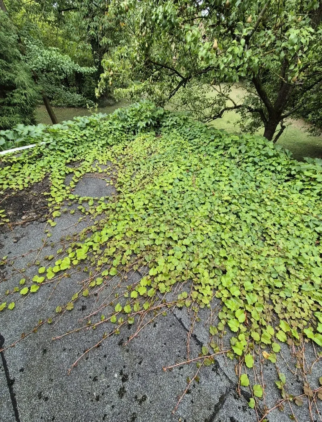 Gartenpflege – Bild 7